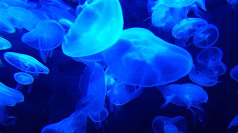 Check spelling or type a new query. Jellyfish Tank Water Life Marine Blue Aquarium - YouTube