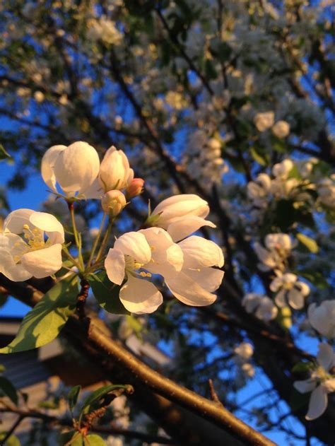 Flowering Crabapple Malus Spring Snow In The Apples Database