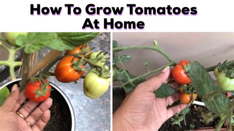 How To Grow Tomato At Home Youtube