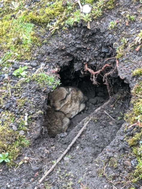 Rabbit Hole Found In The Side Of A Hill Near School All Rabbits And