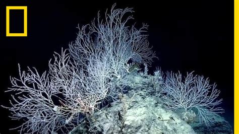 Hidden Forest Of Bamboo Coral May Be 1000 Years Old National