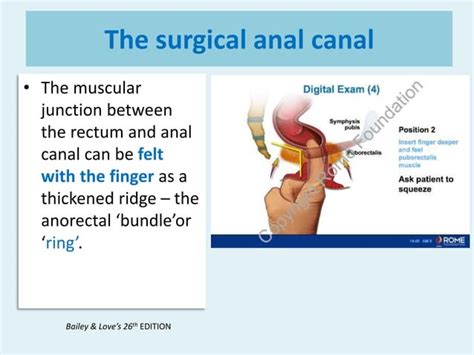 Surgical Anatomy Anal Canal