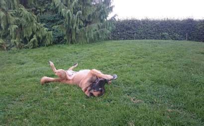 Sie will endlich ordnung machen, die notizblätter kommen also in die schublade. Tierheime, vermittelte Hunde, Glückspilze, Hunde, Welpen ...