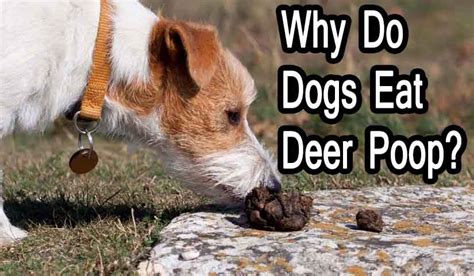 Why Do Dogs Eat Deer Poop Health Weighup
