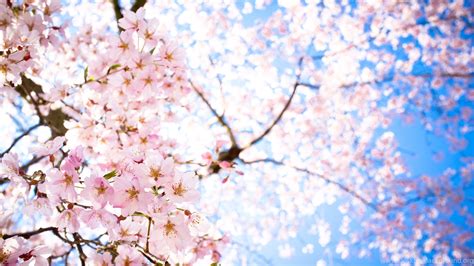 Sakura Flowers Wallpapers Hd Desktop Background