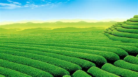 Green Tea Plantation Scenery Hd Desktop Wallpaper Preview