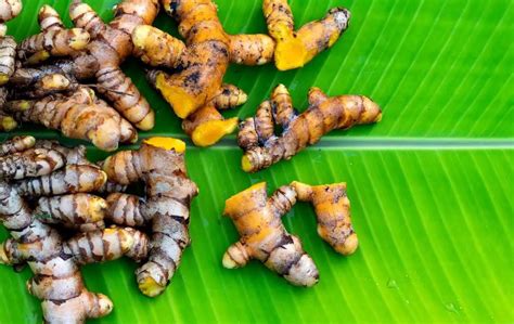 How To Grow Turmeric From Store Bought Slick Garden