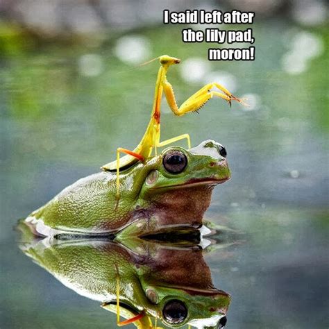 Funny Animal Captions Part 16 30 Pics Amazing Creatures