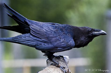 Bird In Everything Raven Bird Photos