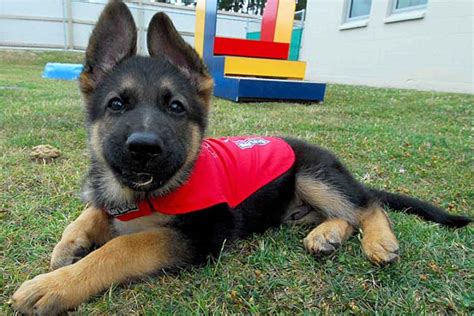 Guide Dog Puppies Real Cute With A Purpose Nz