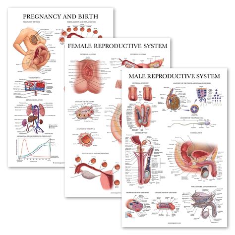 Buy Pack Female Reproductive System Anatomical Male Reproductive System Pregnancy And