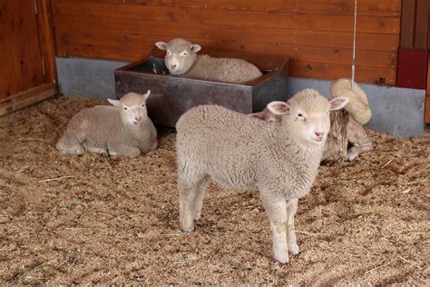 Cute Lambs In A Barn Image Free Stock Photo Public Domain Photo
