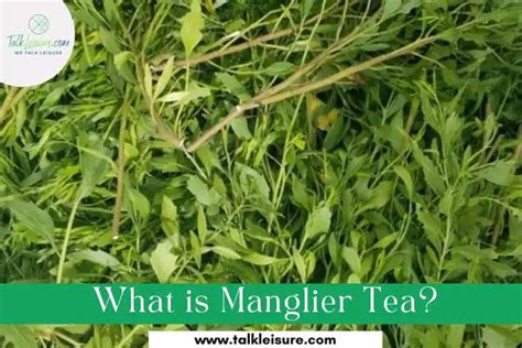 Manglier Tea Creole Cold Remedy Used By South Louisiana Talk Leisure