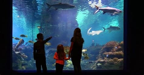 Kids Can Get £1 Entry To Blue Planet Aquarium During The May Half Term