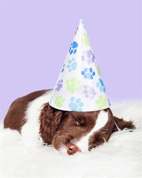 Birthday Party Cat And Dog Wearing Hats Stock Photo Image Of Party