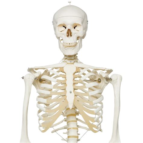 Human Skeleton Model 