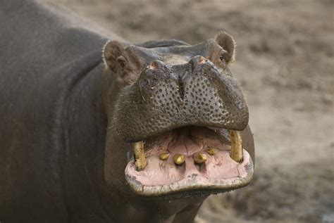 A Hippopotamus Bares Its Teeth Photograph By Joel Sartore