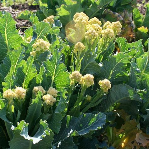 Perennial Nine Star Broccoli Incredible Vegetables