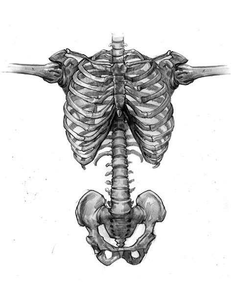 Get a closer look at the upper portions of the human body with this detailed torso anatomy model. E. M. Gist Illustration/ Dead of the Day: Inside the ...