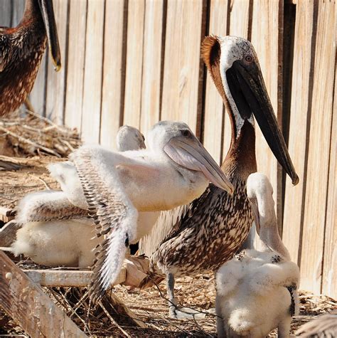 Dinas City Wildlife Adventures Baby Brown Pelicans At Suncoast