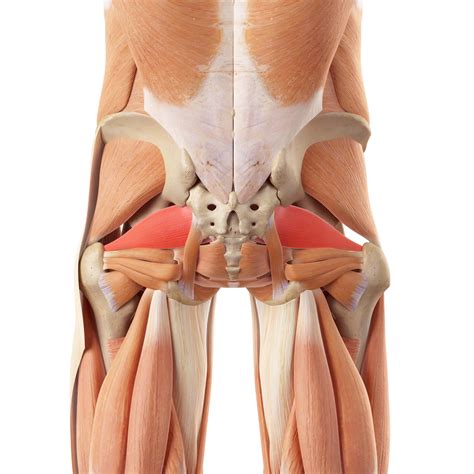 What Is Piriformis Syndrome Images And Photos Finder