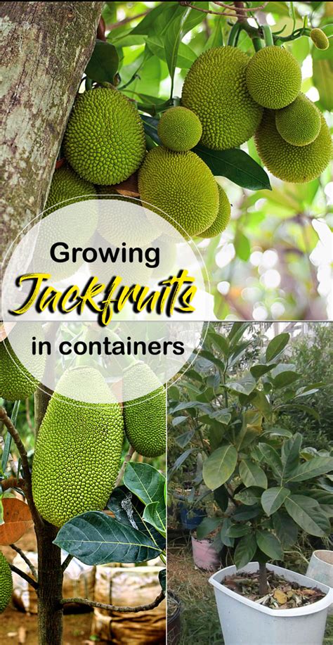 Growing Jackfruit In Containers How To Grow Jackfruit Tree Naturebring