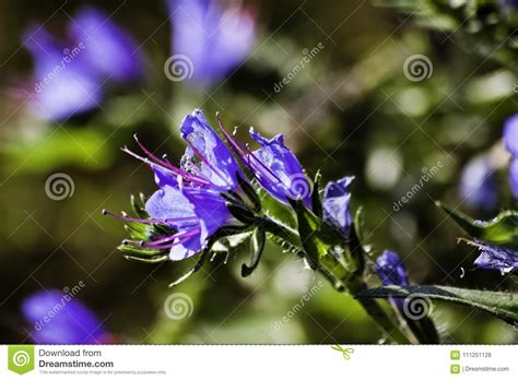 Little Blue Flower Stock Photo Image Of Plant Flower 111251128
