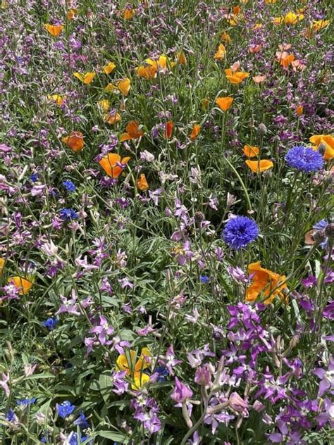 Wildflowers Top Ten Families Identification Field Studies Council