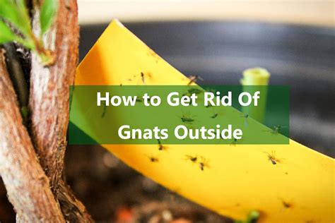 How To Get Rid Of Gnats Outside Animascorp