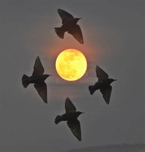 Orange Full Moon Photographed From East London Stock Image Image Of