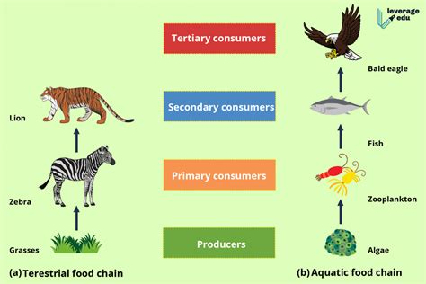 Food Chain Types | Hot Sex Picture