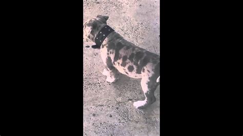 6 females and 3 males. Bishop Merle color Pitbull puppy - YouTube