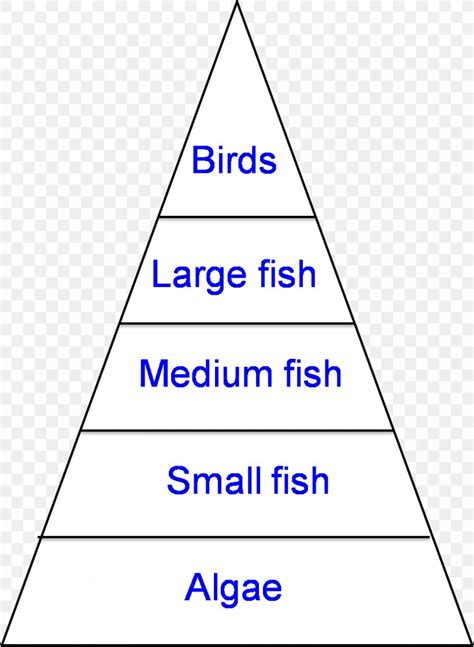 Energy Pyramid Cartoon / Illustration, animal, matter, food chain