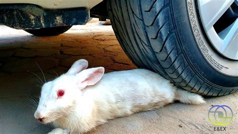 Crushing Crunchy And Soft Things By Car Experiment Car Vs Rabbit By E