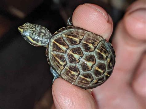 Baby Mud Turtle