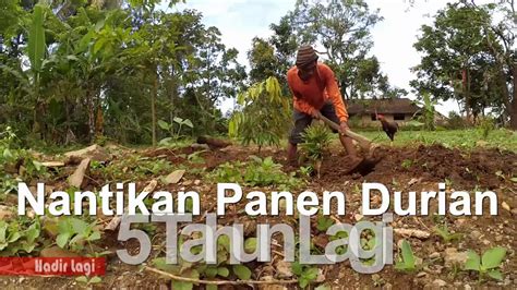 Garam kasar baja pokok kelapa. Menanam Durian Musangking - YouTube