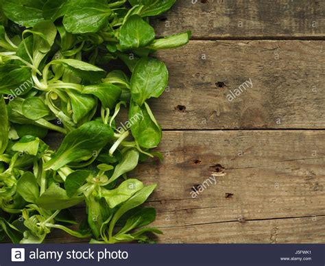 Lambs Lettuce On An Old Rustic Wooden Kitchen Table With Space For Text