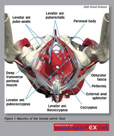 Muscles Of The Female Pelvic Floor Pelvic Floor Pelvic Floor Muscles