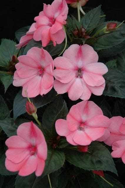 Sunpatiens Compact Blush Pink Plants Plants With Pink Flowers
