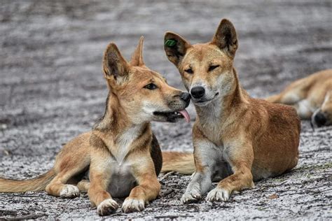 The Dingoes On Fraser Island Kgari Are Dangerous