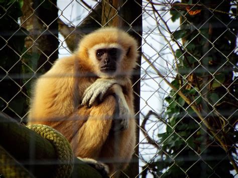 Lar Gibbon Exmoor Zoo Zoochat
