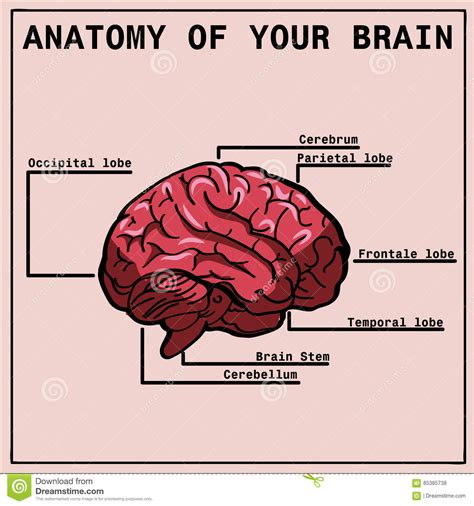 Anatomy Of The Brain Infographics Vector Illustration Cartoondealer
