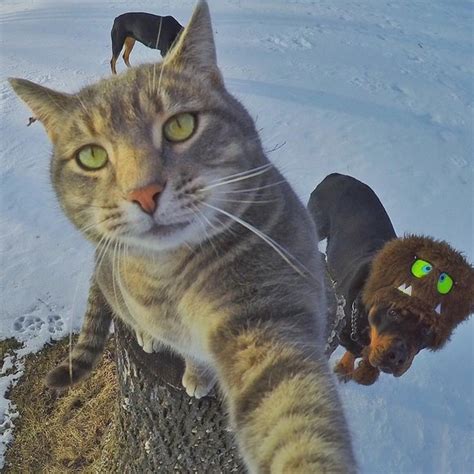 Cat Selfies Using An Action Cam Blogging On Design