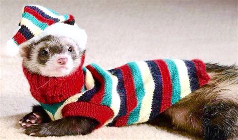 The Ferret Looks Cute In His Warm Sweater And Cap Funny Ferrets