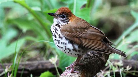 State Of North Americas Birds Report Released To