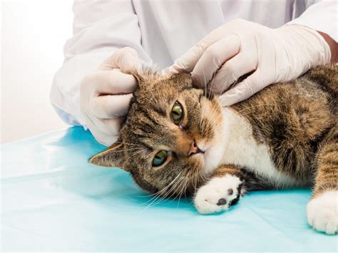 Symptoms of brain tumors vary depending on the type, size, and exact location in the brain. Cat Brain Cancer Symtoms & Treatment