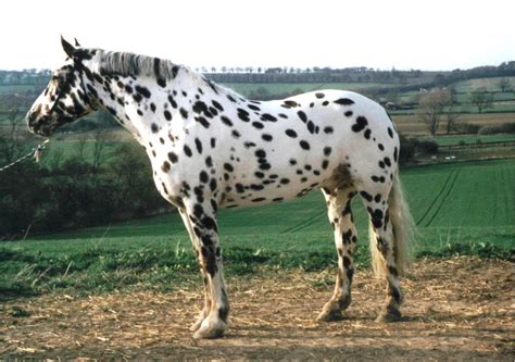 Appaloosa Horse Pictures