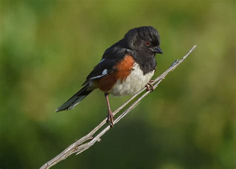 Eastern Towhee M Or Rufous Sided Towhee Whichever You P Louis