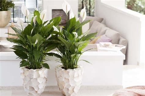 Ampio catalogo di piante da interno e d'appartamento! Piante da interni che depurano l'aria in casa: ecco le ...
