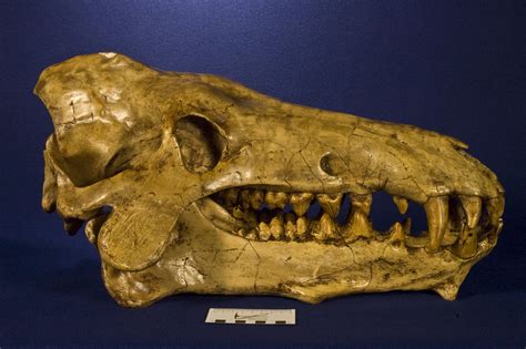 Witmerlab Dinosaur Skull Collection Archaeotherium